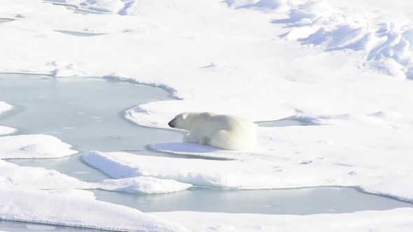 Polar Bear Lying on Sea Ice