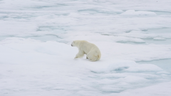 Polar Bear Walking in an Arctic.