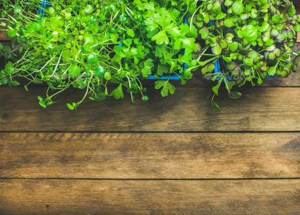 Homegrown radish kress, water kress and coriander sprouts, copy space - Stock Photo - Images
