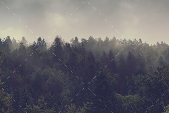 Misty Forest Of Evergreen Coniferous Trees Stock Photo By Stevanovicigor