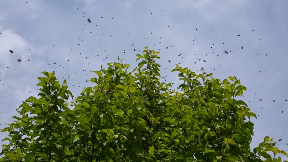 A Bee Swarm Flies Over a Tree, Stock Footage | VideoHive