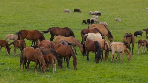 A Herd of Horses on a Summer Pasture. A Herd of Sheep on a Green Meadow. alt