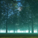 Large Trees in the Forest - VideoHive Item for Sale