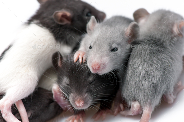 Cute Baby Rats Stock Photo By Goinyk Photodune