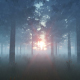 The Forest and Sun - VideoHive Item for Sale