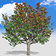Apple Tree Changing Seasons - VideoHive Item for Sale