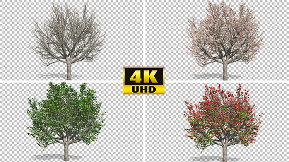 Apple Tree Changing Seasons alt