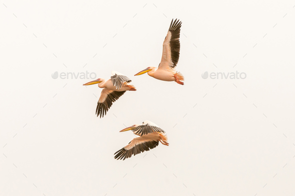 Great white pelicans flying at the lagoon in Walvis Bay - Stock Photo - Images