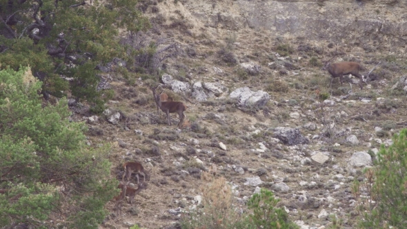 Group of Deers in the Wild, Male Bellowing