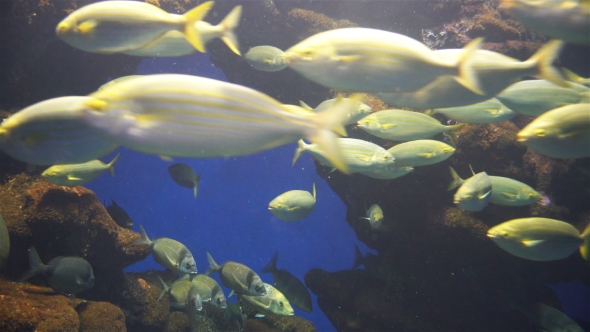 Aquarium with Plants and Tropical Colorful Fish alt