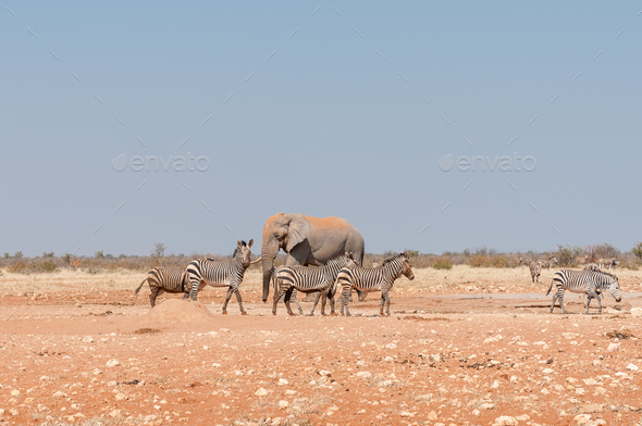 African elephant and muddy Hartmann Mountain Zebras - Stock Photo - Images