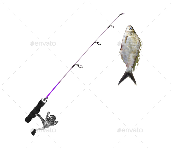 fish on fishing-rod isolated Stock Photo by photobalance