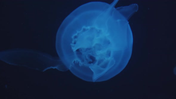 Overhead Closeup View of Slow Motion Relaxing and Glowing Blue Jellyfish Floating and Swimming in alt