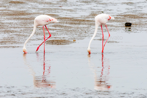 Greater Flamingos feeding in the lagoon at Walvis Bay - Stock Photo - Images