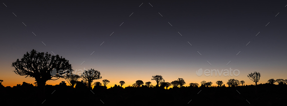 Silhouettes at sunset of quiver trees and rocks at Garas - Stock Photo - Images
