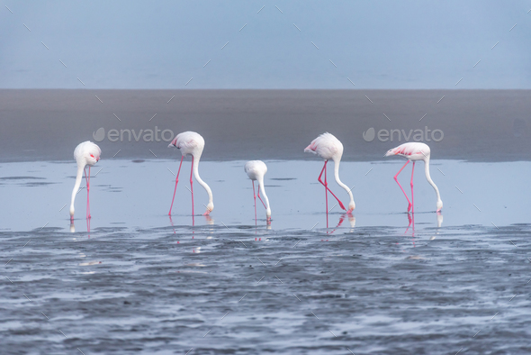 Five Greater Flamingos feeding in the lagoon at Walvis Bay - Stock Photo - Images