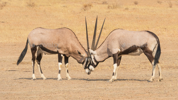 Fighting Geemsbok - Stock Photo - Images