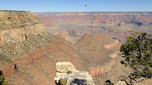 Grand Canyon Landscape with Birds
