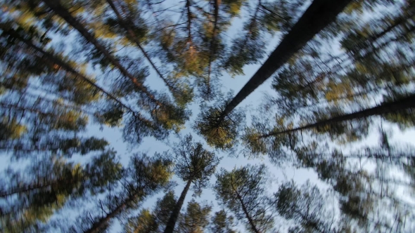 Look Up To the Blue Sky in Green Woods Through the Tall Trees, Rotating and Dreaming