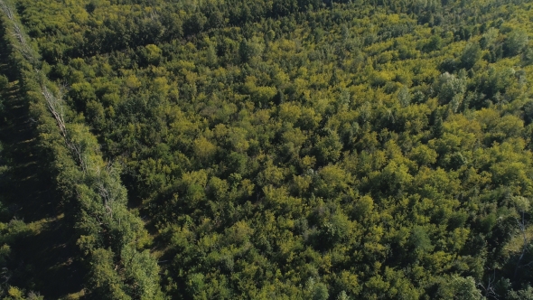 Top View From the Drone To the Forest. alt