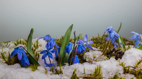 Blue Snowdrop and Snow Melts in Spring alt