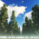 The Forest - VideoHive Item for Sale
