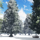 Snowy Winter Forest - VideoHive Item for Sale