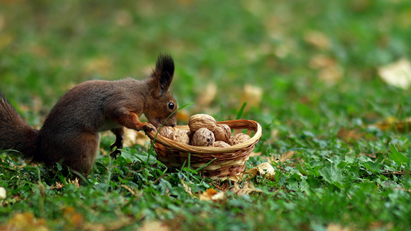 Squirrel and Some Nuts