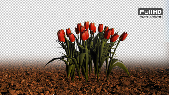 Tulip Red Grouped Flowers