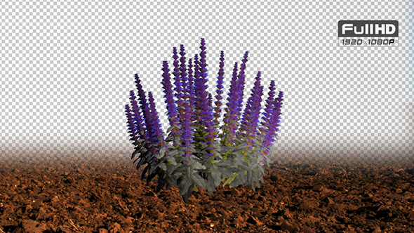Woodland Sage Purple Flowers