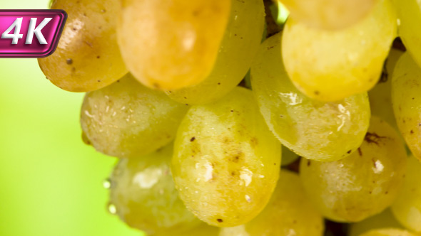 Ripe Grapes Brush alt