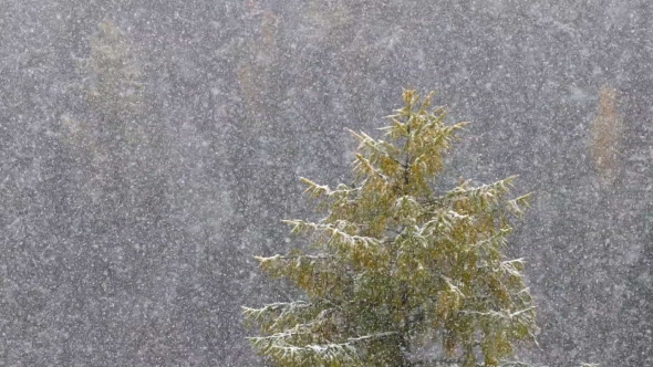 Snow Falling In  Against A Forest Background