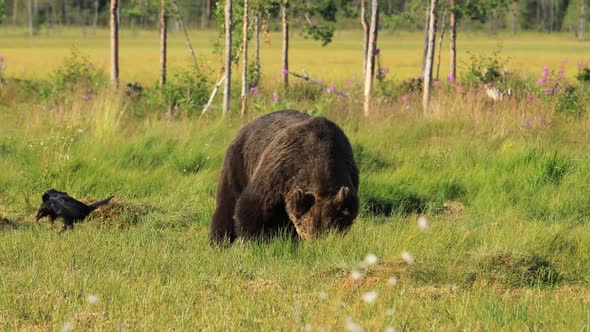 Brown Bear Ursus Arctos in Wild Nature Is a Bear That Is Found Across Much of Northern Eurasia alt