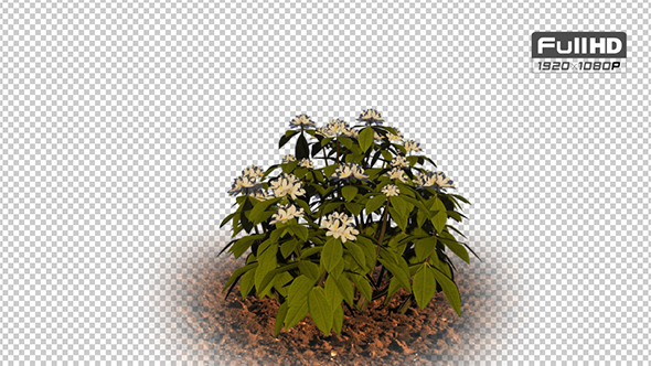 Rhododen Dron White Flowers