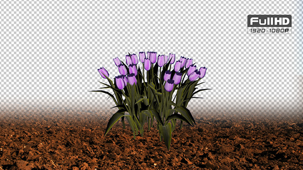 Tulip Purple Grouped Flowers