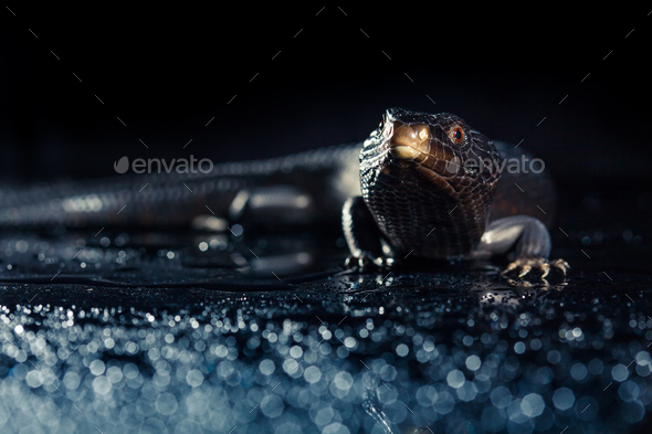 Black blue tongued lizard in wet dark environement