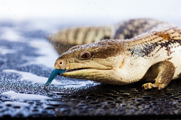 Australian blue tongued lizard in wet dark shiny environement