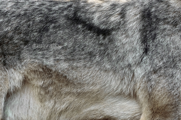 Real texture of silver wolf fur