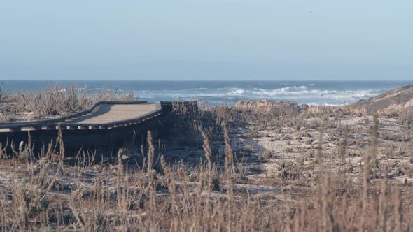 Ocean Beach Sandy Dunes California Coast Flora