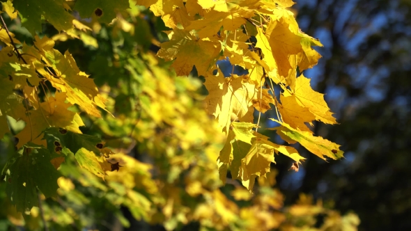 Autumn Yellow Maple Leaves Background