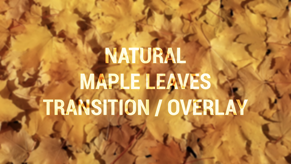 Natural Maple leaves Transition / Overlay