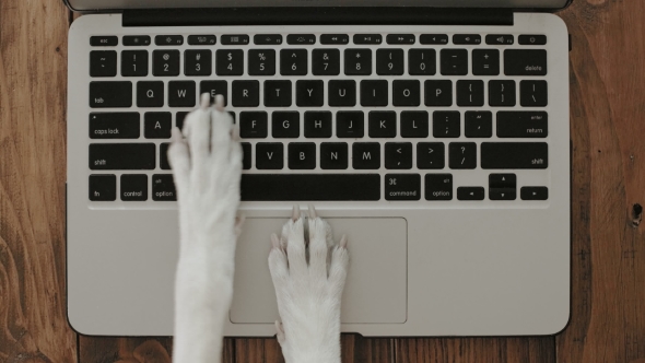 Dog Paws Texting on Laptop Keyboard