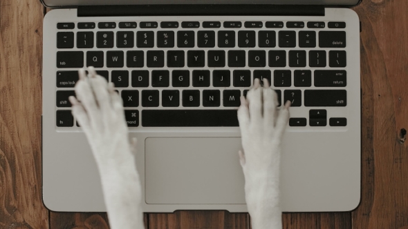 dog paws texting on