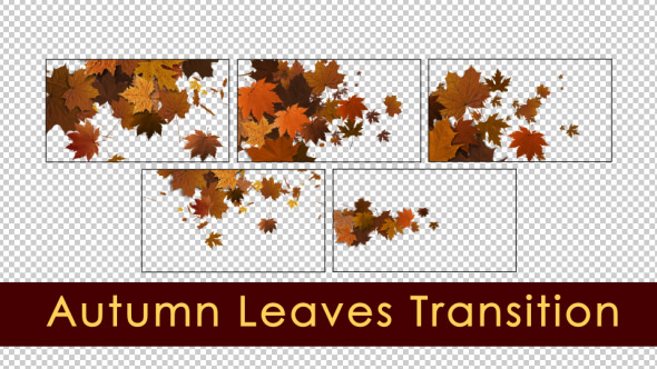 Autumn Leaves Transition