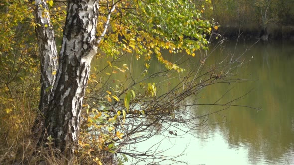 Yellow Birch Over the Water on an Autumn Sunny