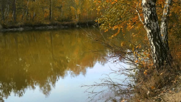 Reflection of Yellow Autumn Trees in the Lake