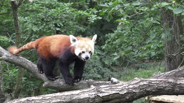 Portrait of a red panda (Ailurus fulgens)