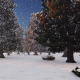 Panorama Winter Forest - VideoHive Item for Sale