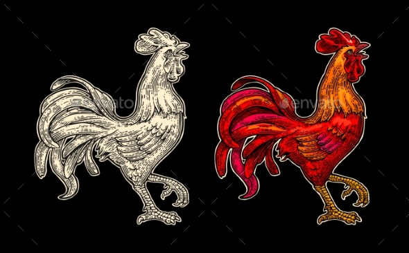 Red Fiery Rooster - Animals Characters