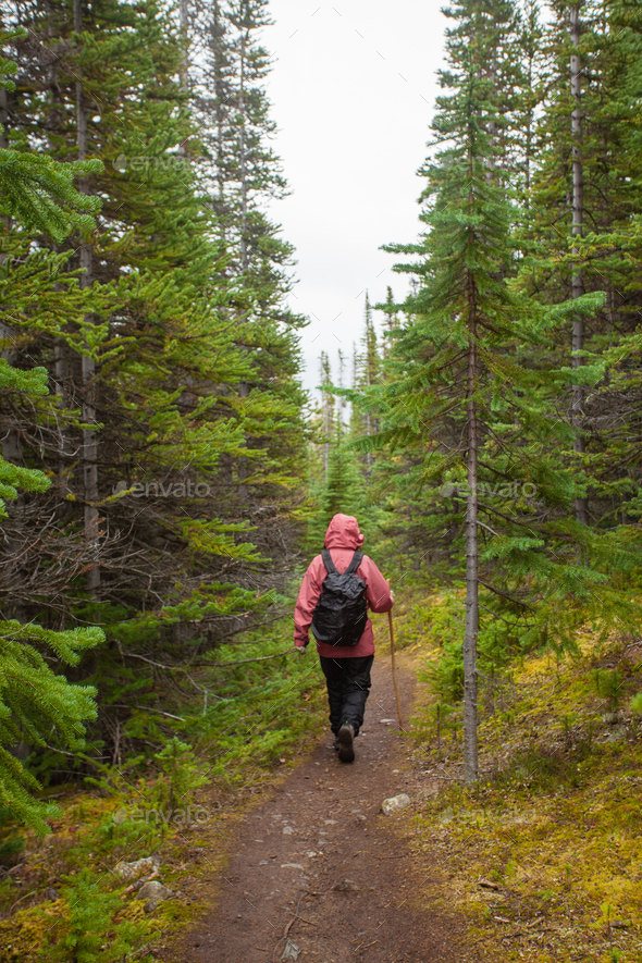Hiking rainy autumn fall boreal forest taiga trail - Stock Photo - Images